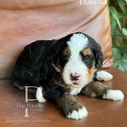 Dakota - Tri-color male Bernedoodle puppy in Tulsa, Oklahoma from The Poodle Co. Raising Doodles & Poodles