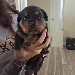 Blue boy - Black and mahogany male Rottweiler puppy in Lake City, Florida from Haus Der Wut Kennels