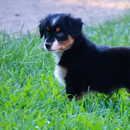 Fairy tale - Black tri female Miniature American Shepherd puppy in Central Islip, New York from Fifth Avenue Australian Shepherds