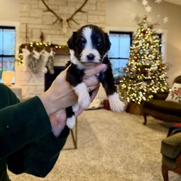 Judy - Tri-color female Bernedoodle puppy in Yuba City, California from Ranch House Doodles