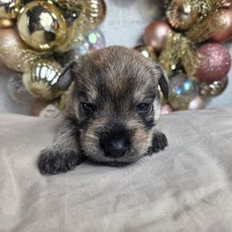 Scooby - White male Miniature Schnauzer puppy in Titusville, Florida from Alysha's Grandbabies