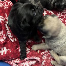 Pug Puppies from Love Pugs