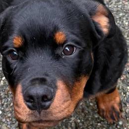 Wonka - Black and rust male Rottweiler puppy in Marysville, Washington from Kevin's Rottweilers