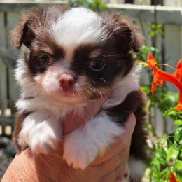 Presley 6300 - Chocolate and white male Chihuahua puppy in Citrus Heights, California from Golden State Chihuahuas