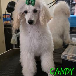 Candy - Poodle