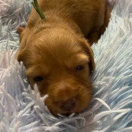 Bonnie - Red female Dachshund puppy in Elizabethtown, Kentucky from Teeny Tiny Puppy Tails
