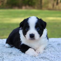Reese - Blue tri male Toy Australian Shepherd puppy in Bauxite, Arkansas from J and B Mini Aussies