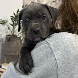 Dancer - Gray female Cane Corso puppy in Utah from 3Lake Kennelz