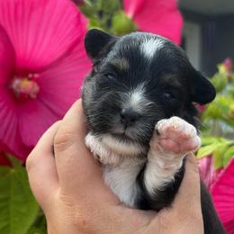 Moss - Black tri female Toy Australian Shepherd puppy in Quincy, Michigan from Ivy Meadows and Friends