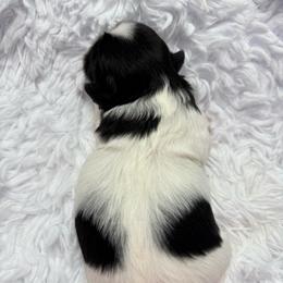 Duchess - Black and white female Shih Tzu puppy in North Port, Florida from MarQue Shih Tzus