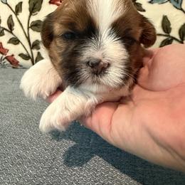 Daisy - Brown and white female Shichon puppy in Bushnell, Florida from Diamond Belle Puppies, LLC