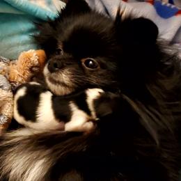 Parti Jill - Black parti female Pomeranian puppy in Forsyth, Illinois from Brenda's Pomeranians - Amazing Grace Pomeranians