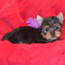 Pink Bow Girl - Blue and gold female Yorkshire Terrier puppy in Stanton, California from Essence of Grace Yorkies