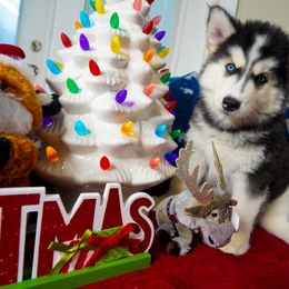 Siberian Husky Puppies from A&C Siberian Huskies