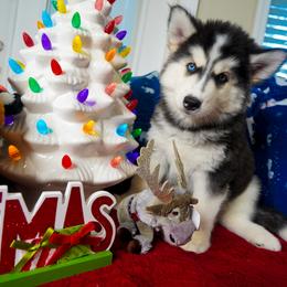 Siberian Husky Puppies from A&C Siberian Huskies