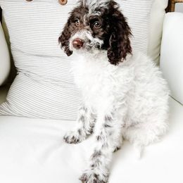 Georgia - Brown female Cavapoo puppy in American Fork, Utah from Kym's Cavapoos