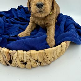Cavapoo, Goldendoodle, and Poodle Puppies from New Moon Farm Canines