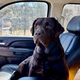 Chevy - Labrador Retriever