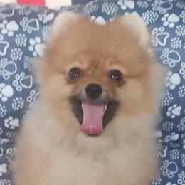 Teddy - Orange sable male Pomeranian puppy in Wilmington, North Carolina from Sparkle Plenty Poms