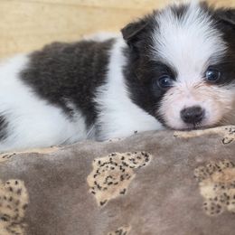 Buzz - Black parti male Pomeranian puppy in Chattanooga, Tennessee from Valley Poms