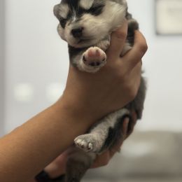 Pomsky Puppies from Florespomskies