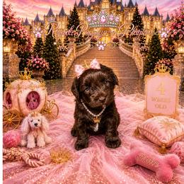 Halo - Brown female Schnoodle puppy in Demorest, Georgia from Royal Puppypoo Playhouse