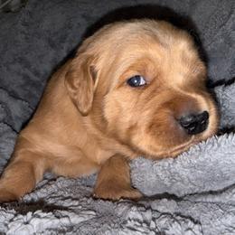 Blue Boy - Golden male Golden Retriever puppy in Rockwell, North Carolina from KnL Golden Acres