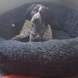 German Shorthaired Pointer All Grown Up from Third Coast Pointers