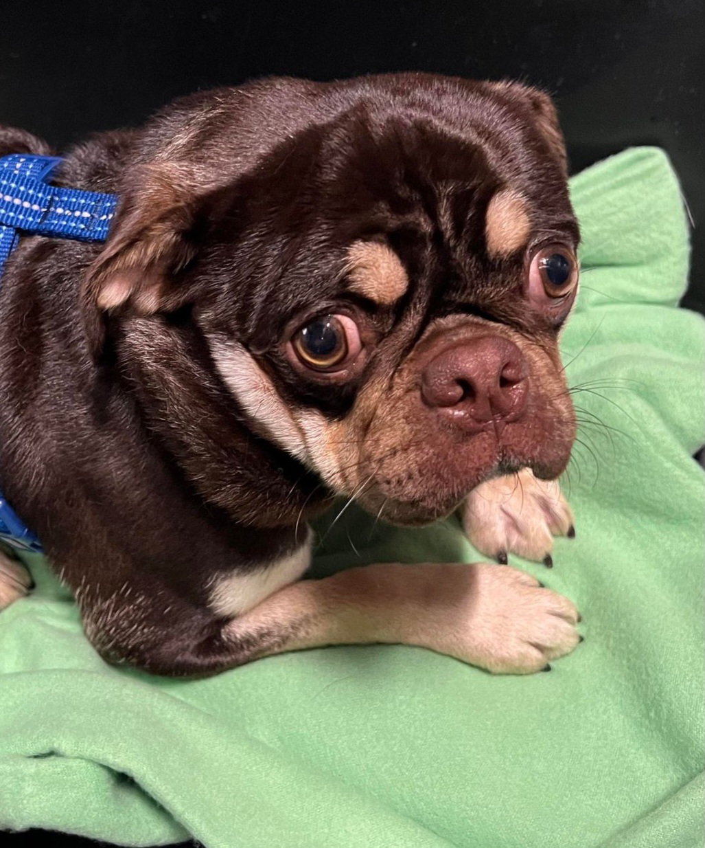 Pug All Grown Up from Loda's Pugs