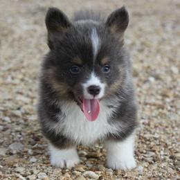 Bluie Boy 1 - Blue male Pembroke Welsh Corgi puppy in Cameron, Texas from Moonstone Corgis & Frenchies