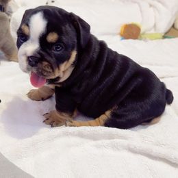 Girl 2 - Black tri-color female Bulldog puppy in Downey, California from Ranch Bulldogs