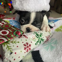 Boston Terrier Puppies from BT Woof Pack