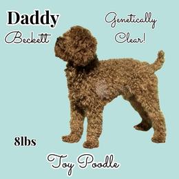 Beckett - Poodle