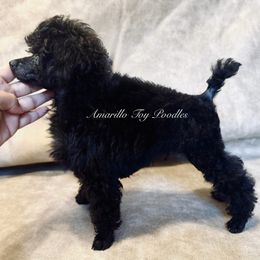 Boy 2 - Black male Poodle puppy in Amarillo, Texas from Amarillo Toy Poodles