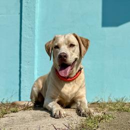 Nova - Labrador Retriever