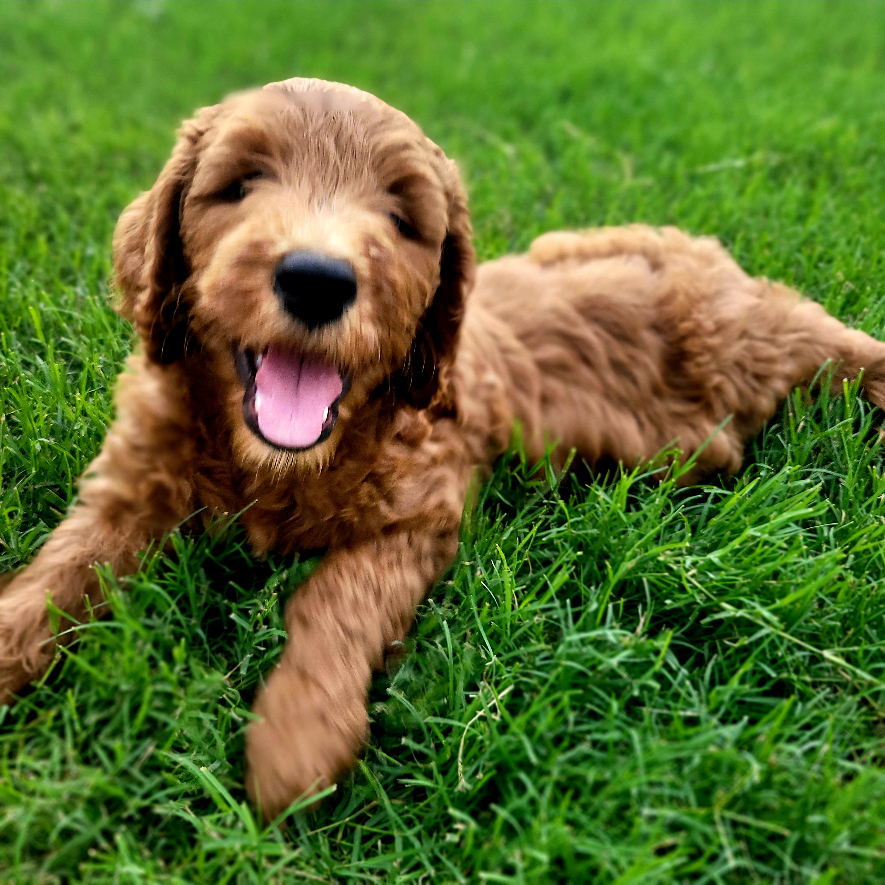 Cricket - Red  Goldendoodle puppy in Arkansas from Dapper Doods