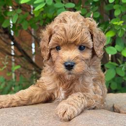 Simon - Blue Collar - Red male Cavapoo puppy in Kingwood, Texas from Kingwood Goldendoodles