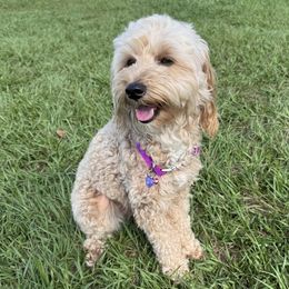 Gracie - Goldendoodle