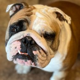 Bulldogs from Roberts Bulldogs