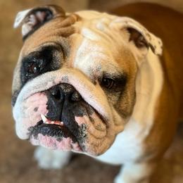 Bulldogs from Roberts Bulldogs
