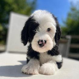 Fortune - Black and white female Sheepadoodle puppy in Rocky Point, North Carolina from CelticDoods