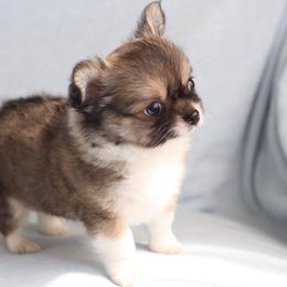 Chihuahua Puppies from Shady Grove Chihuahuas