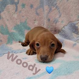 Woody - Red male Dachshund puppy in Branford, Florida from Mbjs Doxies and chihuahuas