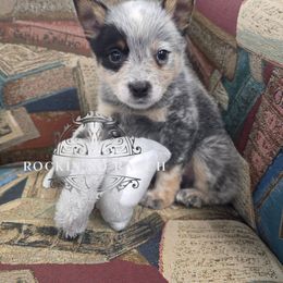 Linus Van Pelt - Blue male Australian Cattle Dog puppy in Silsbee, Texas from Rockin ND Ranch