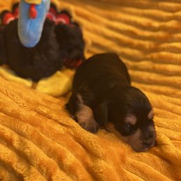 Schnoodle Puppies from Noodle Tings Puppies