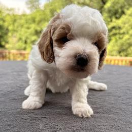 Goldendoodle Puppies from Bethel Stream Goldendoodles