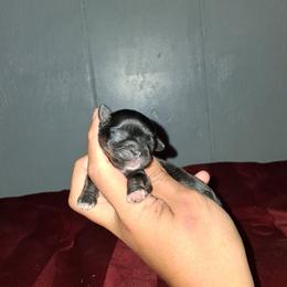 Boy 2 - Black and tan male Shih Tzu puppy in Birmingham, Alabama from K&D kennels