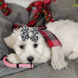 Sassy - White female Coton de Tulear puppy in Westfield, North Carolina from Legacy Pets