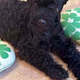 Lime Green boy-show quality companion - Blue and black male Kerry Blue Terrier puppy in Gainesville, Virginia from Cross the Rubicon KBT & Trebol SCWT