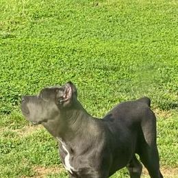 Cane Corso Puppies from Forza Cane Corso
